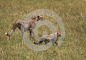 Cheetah walking with a cub at Masai Mara