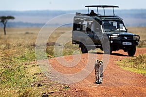 Cheetah Walking Down African Safari Road
