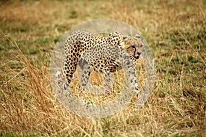 Cheetah walking through the grass