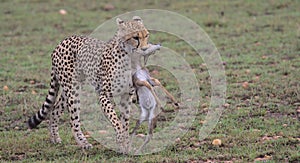 cheetah walking on the grass with thompson gazelle kill in its mouth in the wild masai mara, kenya