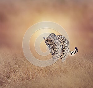 Cheetah walking in the grassland