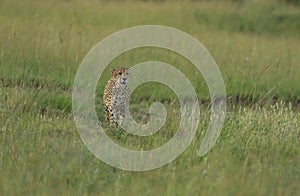 Cheetah Walking in a green grass at Masai Mara Game Reserve,Kenya