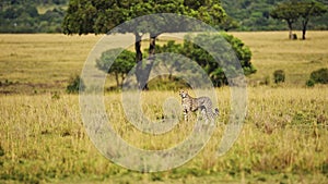 Cheetah Walking in Long Savannah Grass, Masai Mara Kenya Animal on African Wildlife Safari in Maasai