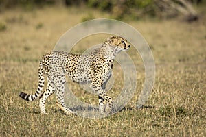 Cheetah walking in Masai Mara in Kenya