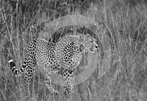 Cheetah walking in the mid of tall grasses