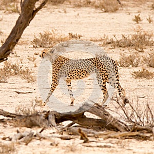 Cheetah walking regally