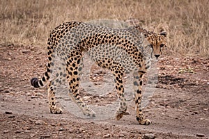 Cheetah walking on rocky track in savannah