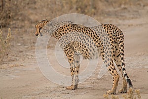 Cheetah walking through the savanna, Etosha national park, Namibia, Africa