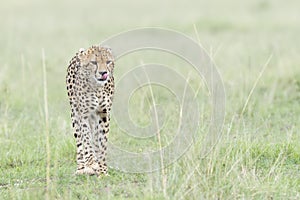 Cheetah walking on savanna, Masai Mara, Kenya