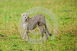 Cheetah walking through savannah