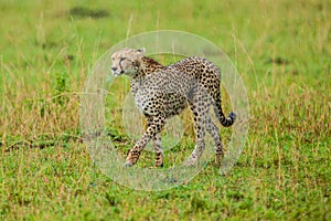 Cheetah walking through savannah in rain