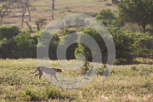 Cheetah walking in savannah South Africa