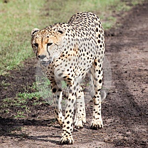 Cheetah walking in Serengeti National park