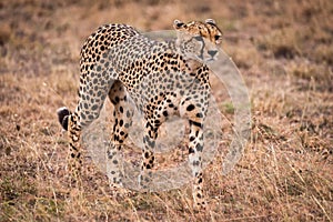 Cheetah walking through sparse grass on savannah