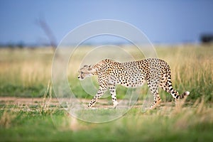 Cheetah walking stalking