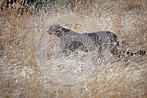 Cheetah in tall grass in Pilanesberg National Park