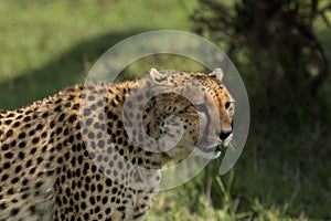 Cheetah walking through vegetation in the Maasai Mara