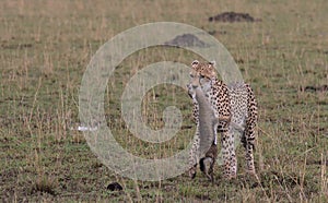 cheetah walking in the wild savannah of the masai mara, kenya, with baby thompson gazelle kill in mouth