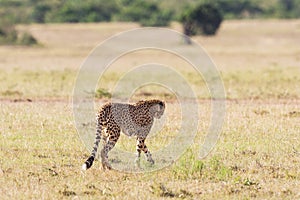 Cheetah walkon the savanna