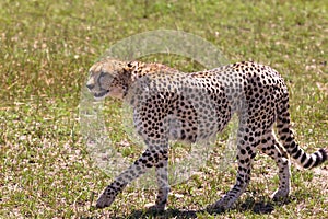 The cheetah walks along the savannah. Kenya, Africa