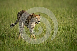 Cheetah walks through grass with lowered head