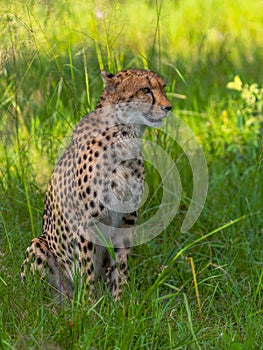 Cheetah walks through long grass in savannah