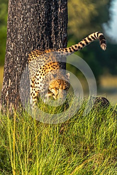 Cheetah walks through long grass in savannah