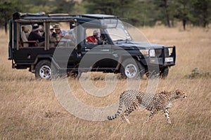 Cheetah walks beside photographers in safari truck