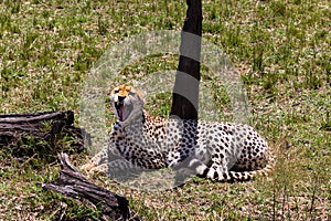 The cheetah wants to sleep. Kenya, Africa