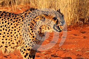 Cheetah warns his opponent - Namibia kalahari africa