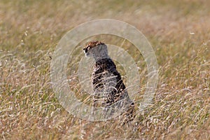 Cheetah on watch in high grass