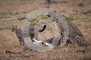 Cheetah watches as cubs eat Thomson gazelle