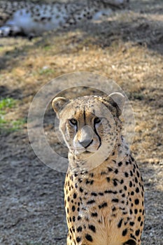 A cheetah watches the camera curiously.