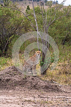 The cheetah watches the prey. Kenya, Africa