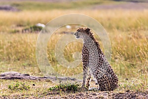 The cheetah watches the savannah. Masai Mara, Kenya