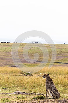 The cheetah watches the savannah. Plain of Masai Mara, Kenya