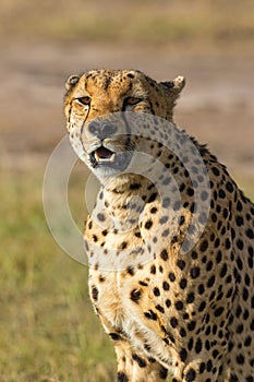 Cheetah watching