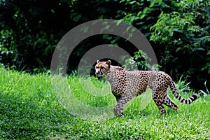 A cheetah is watching its surroundings warily.