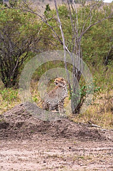 Cheetah watching ungulates. Savanna of Masai Mara, Kenya