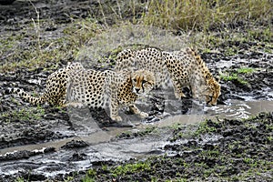 Cheetah on the water