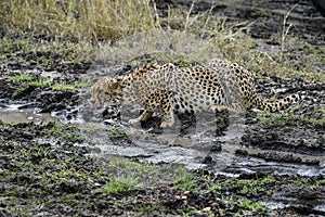 Cheetah on the water