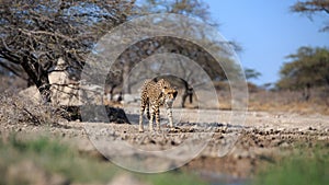 A cheetah at a water hole