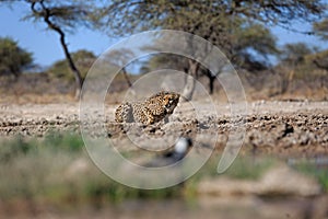A cheetah at a water hole