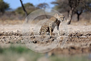 A cheetah at a water hole in the Etosha National Park