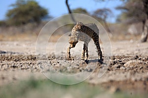 A cheetah at a water hole in the Etosha National Park