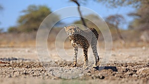 A cheetah at a water hole in the Etosha National Park