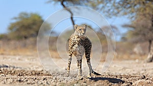 A cheetah at a water hole in the Etosha National Park