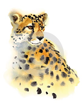 Cheetah Watercolor Wild Animal Illustration Hand Painted