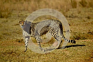 Cheetah in Welgevonden Game Reserve South Africa