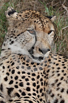 Cheetah Wild Cat